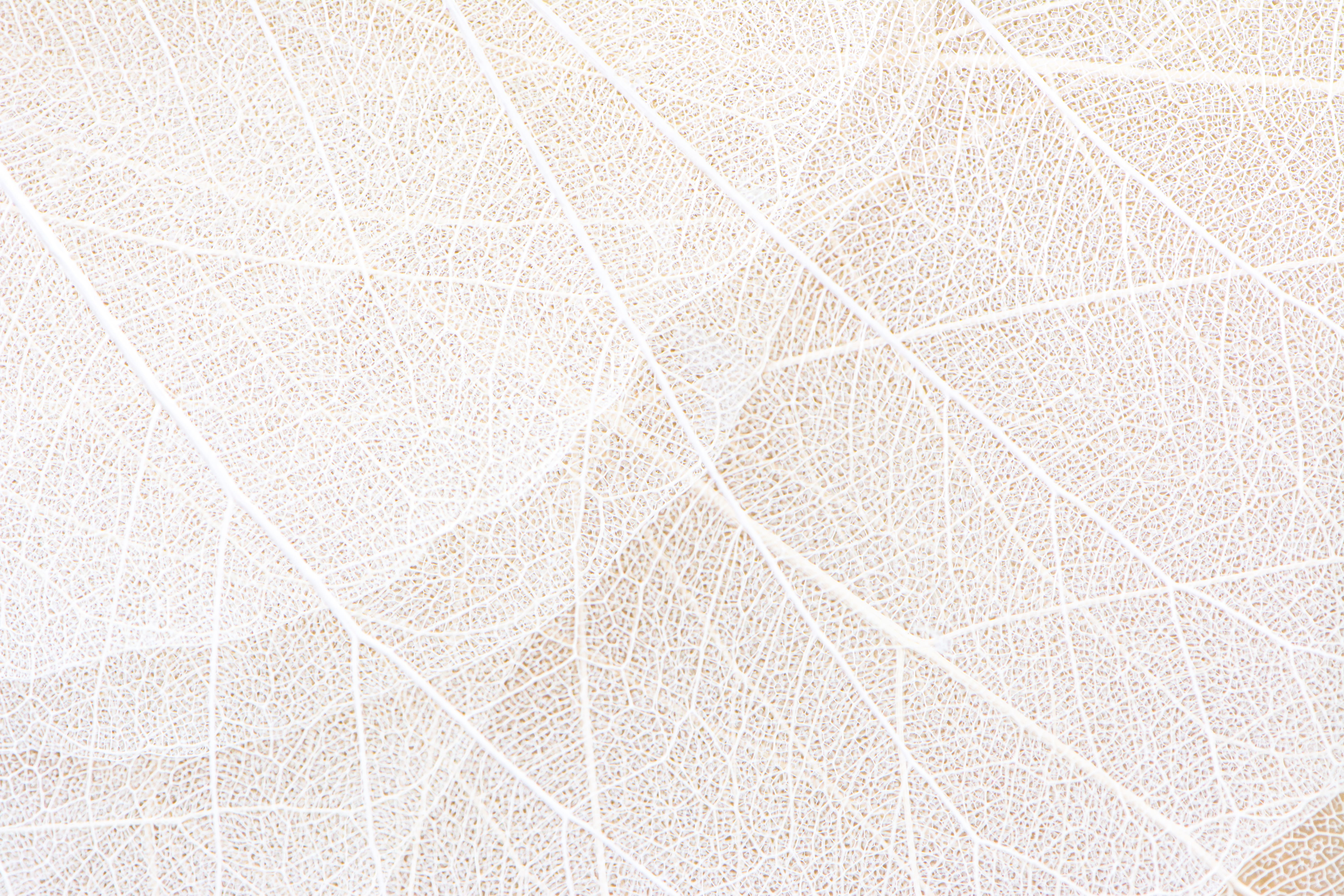 Motifs packaging printemps feuilles