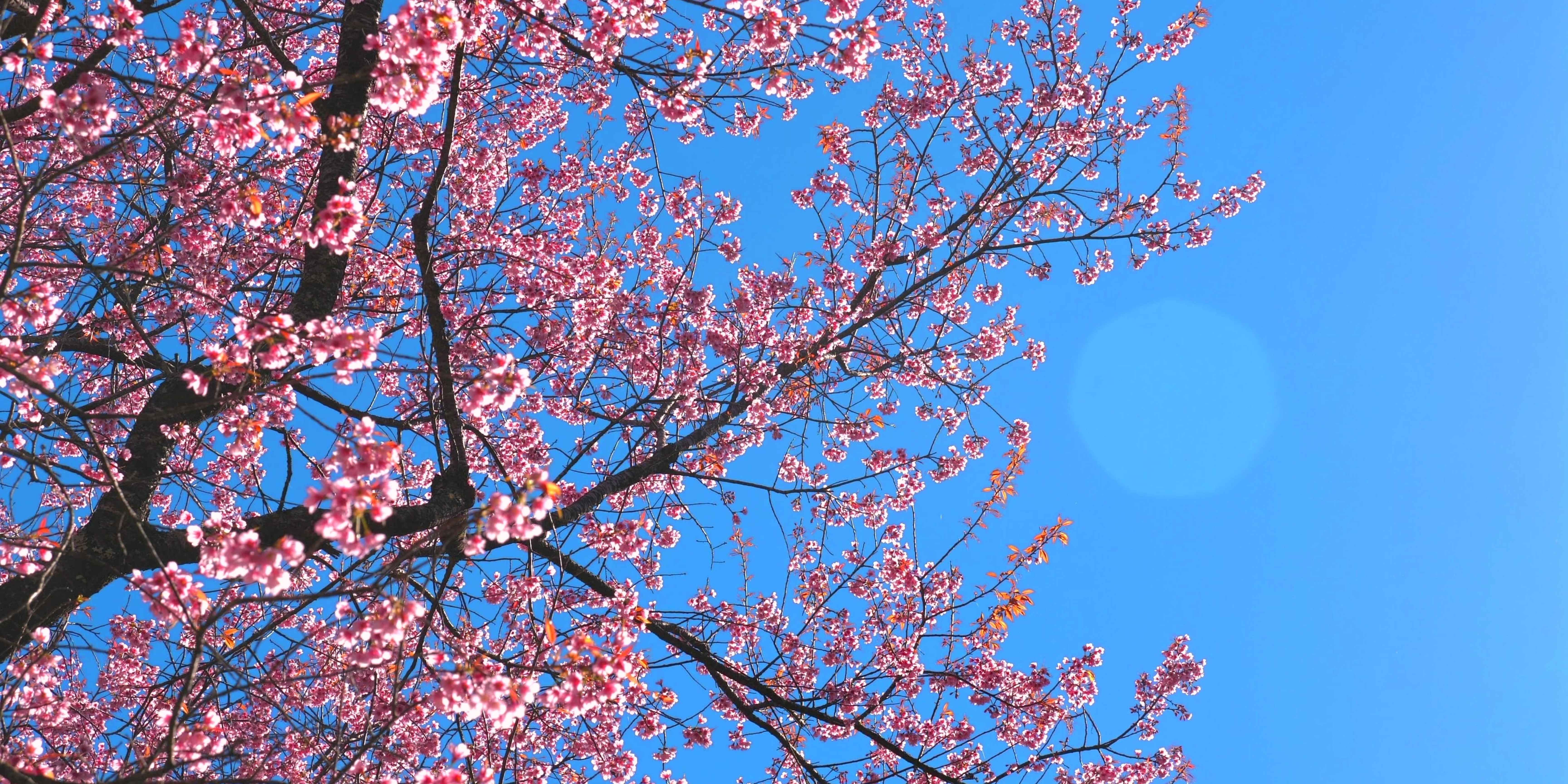 Quels motifs pour vos packagings de printemps ?