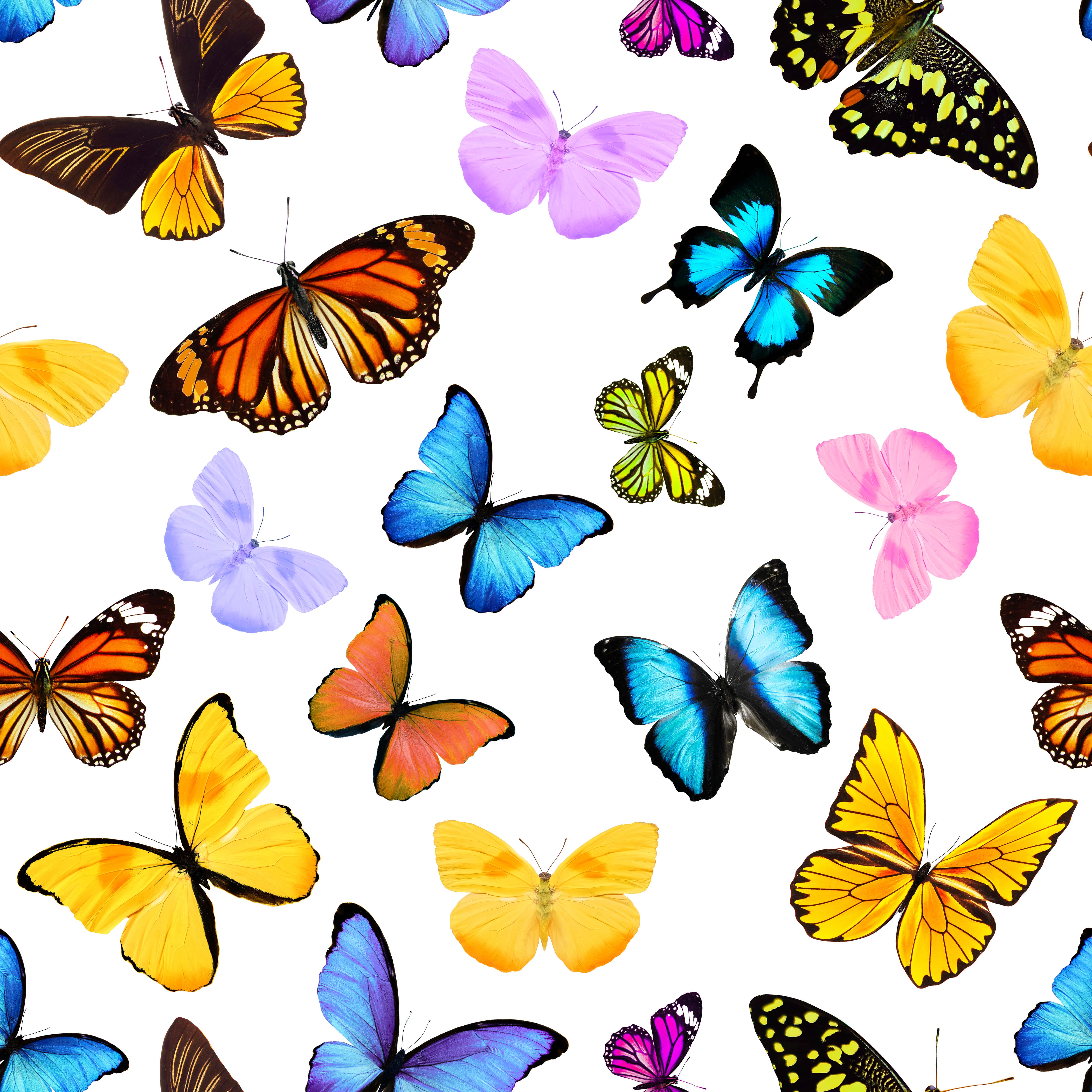 Motif packaging papillons